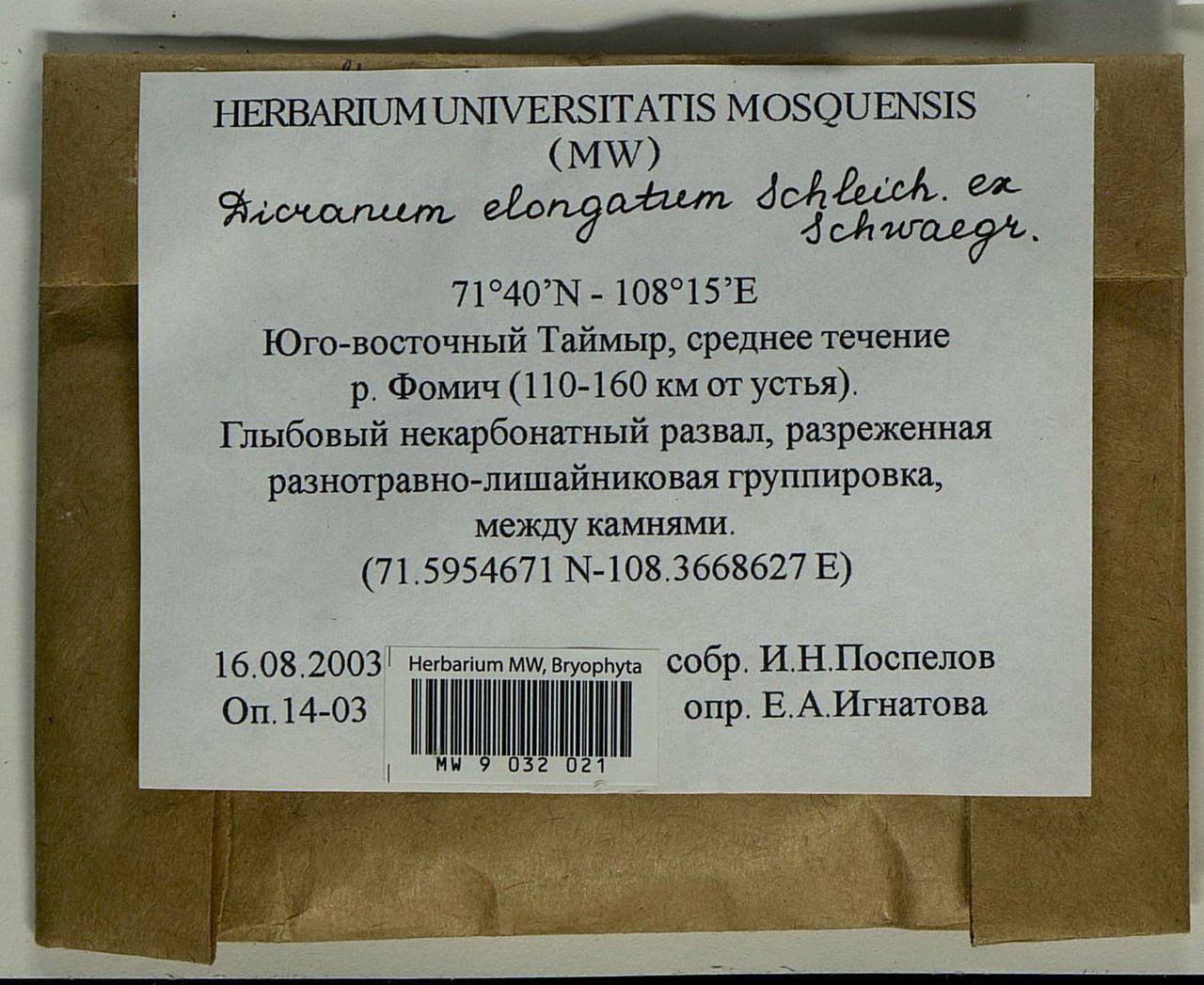 Dicranum elongatum Schleich. ex Schwägr., Bryophytes, Bryophytes - Krasnoyarsk Krai, Tyva & Khakassia (B17) (Russia)