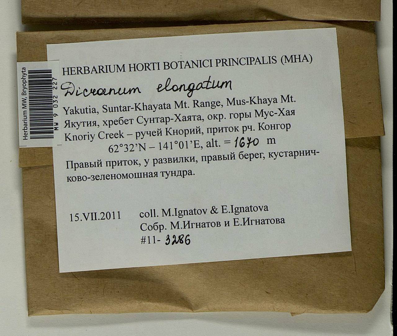 Dicranum elongatum Schleich. ex Schwägr., Bryophytes, Bryophytes - Yakutia (B19) (Russia)