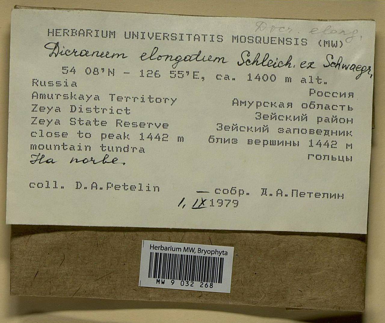 Dicranum elongatum Schleich. ex Schwägr., Bryophytes, Bryophytes - Russian Far East (excl. Chukotka & Kamchatka) (B20) (Russia)