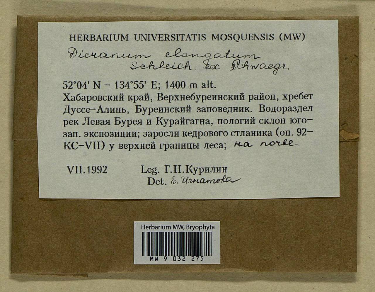 Dicranum elongatum Schleich. ex Schwägr., Bryophytes, Bryophytes - Russian Far East (excl. Chukotka & Kamchatka) (B20) (Russia)