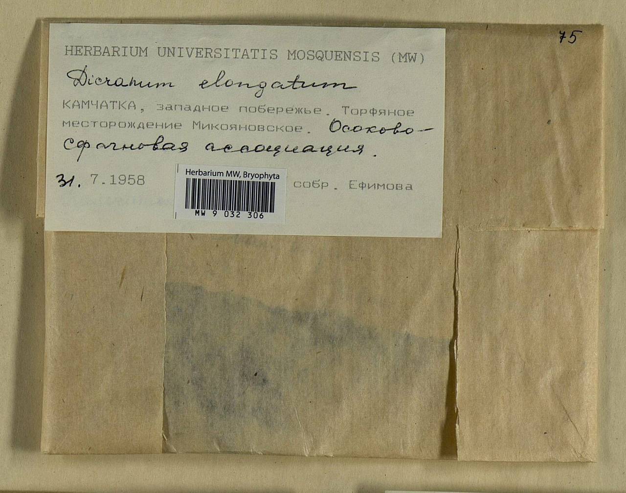 Dicranum elongatum Schleich. ex Schwägr., Bryophytes, Bryophytes - Chukotka & Kamchatka (B21) (Russia)