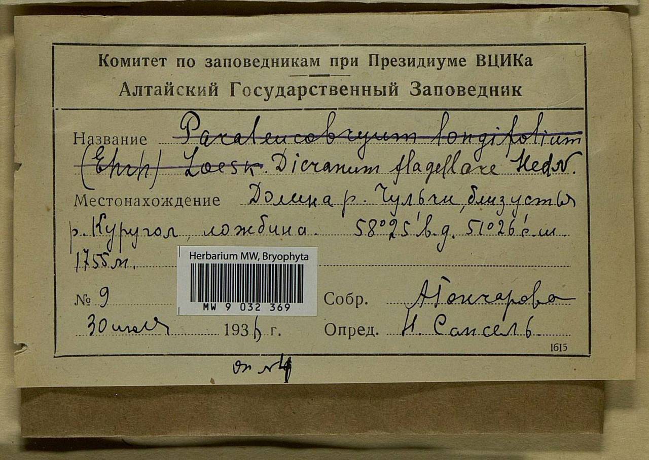 Orthodicranum flagellare (Hedw.) Loeske, Bryophytes, Bryophytes - Western Siberia (including Altai) (B15) (Russia)