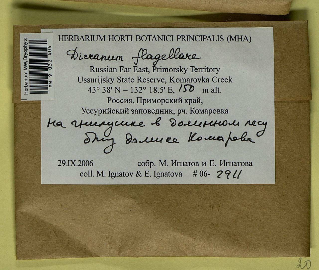 Orthodicranum flagellare (Hedw.) Loeske, Bryophytes, Bryophytes - Russian Far East (excl. Chukotka & Kamchatka) (B20) (Russia)