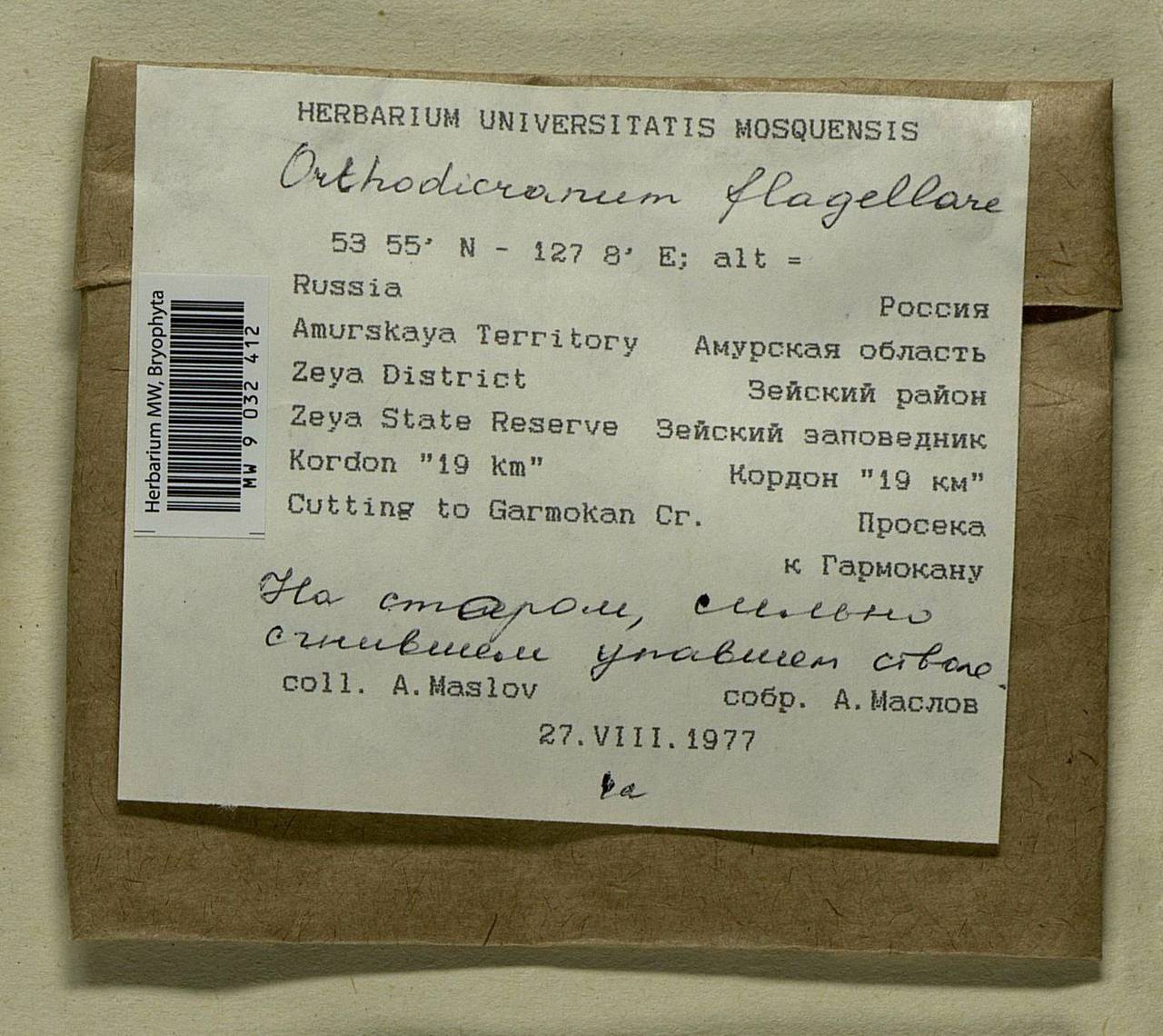 Orthodicranum flagellare (Hedw.) Loeske, Bryophytes, Bryophytes - Russian Far East (excl. Chukotka & Kamchatka) (B20) (Russia)