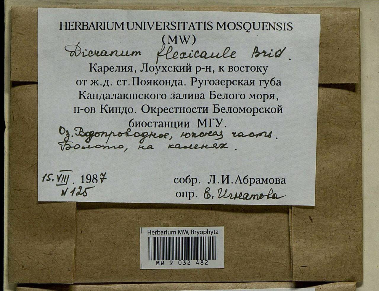 Dicranum flexicaule Brid., Bryophytes, Bryophytes - Karelia, Leningrad & Murmansk Oblasts (B4) (Russia)