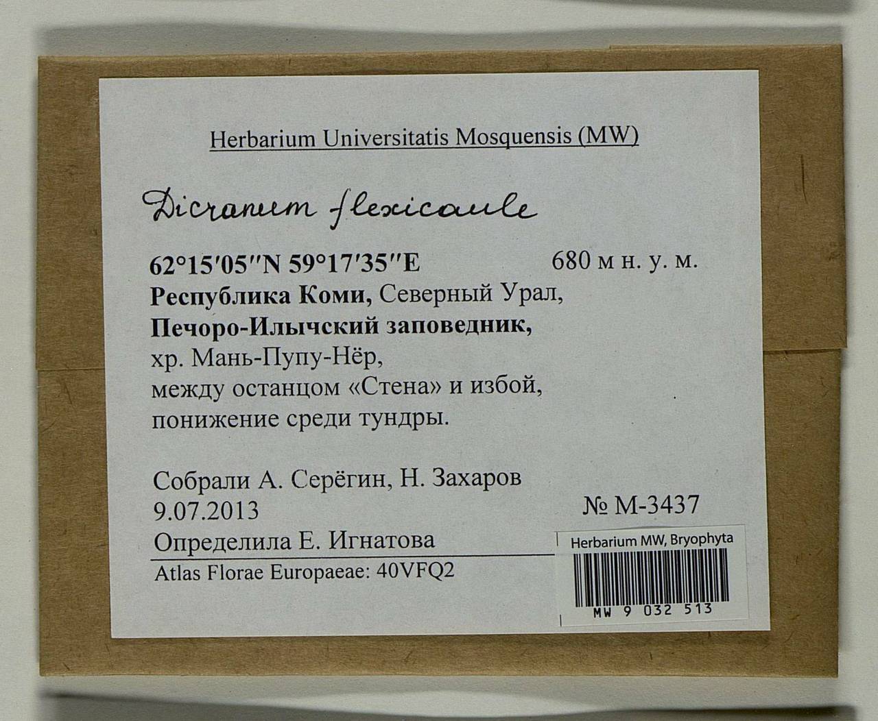 Dicranum flexicaule Brid., Bryophytes, Bryophytes - European North East (B7) (Russia)