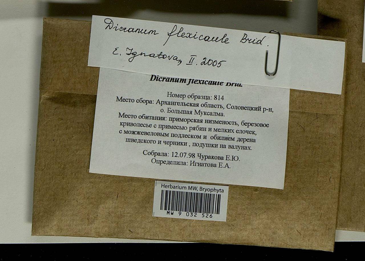 Dicranum flexicaule Brid., Bryophytes, Bryophytes - European North East (B7) (Russia)