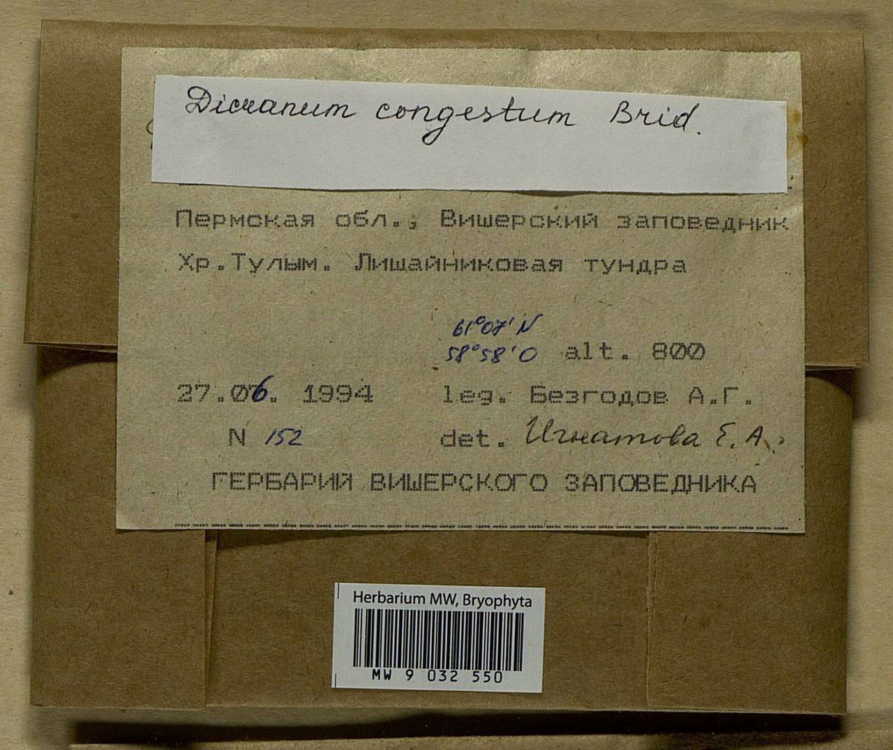 Dicranum flexicaule Brid., Bryophytes, Bryophytes - Permsky Krai, Udmurt Republic, Sverdlovsk & Kirov Oblasts (B8) (Russia)