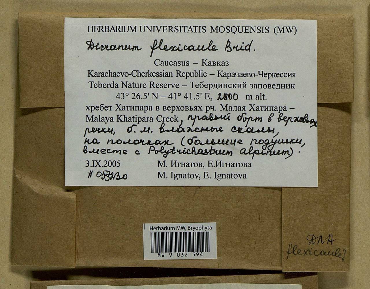 Dicranum flexicaule Brid., Bryophytes, Bryophytes - North Caucasus & Ciscaucasia (B12) (Russia)