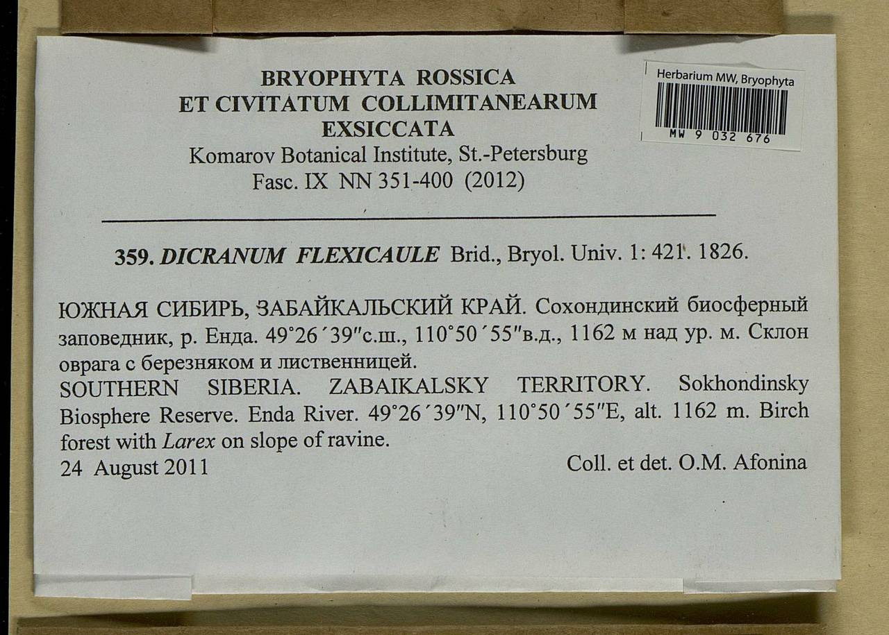 Dicranum flexicaule Brid., Bryophytes, Bryophytes - Baikal & Transbaikal regions (B18) (Russia)