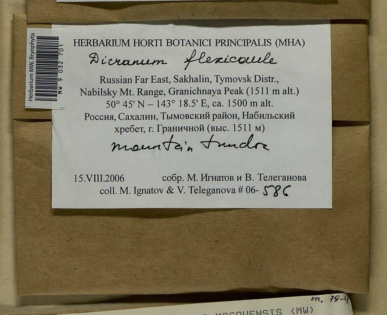 Dicranum flexicaule Brid., Bryophytes, Bryophytes - Russian Far East (excl. Chukotka & Kamchatka) (B20) (Russia)