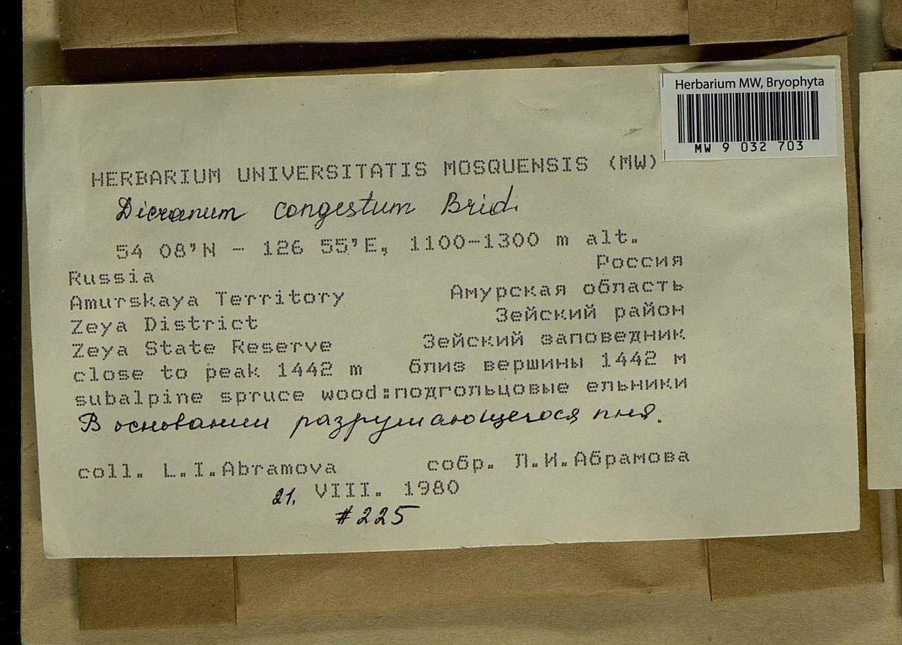 Dicranum flexicaule Brid., Bryophytes, Bryophytes - Russian Far East (excl. Chukotka & Kamchatka) (B20) (Russia)