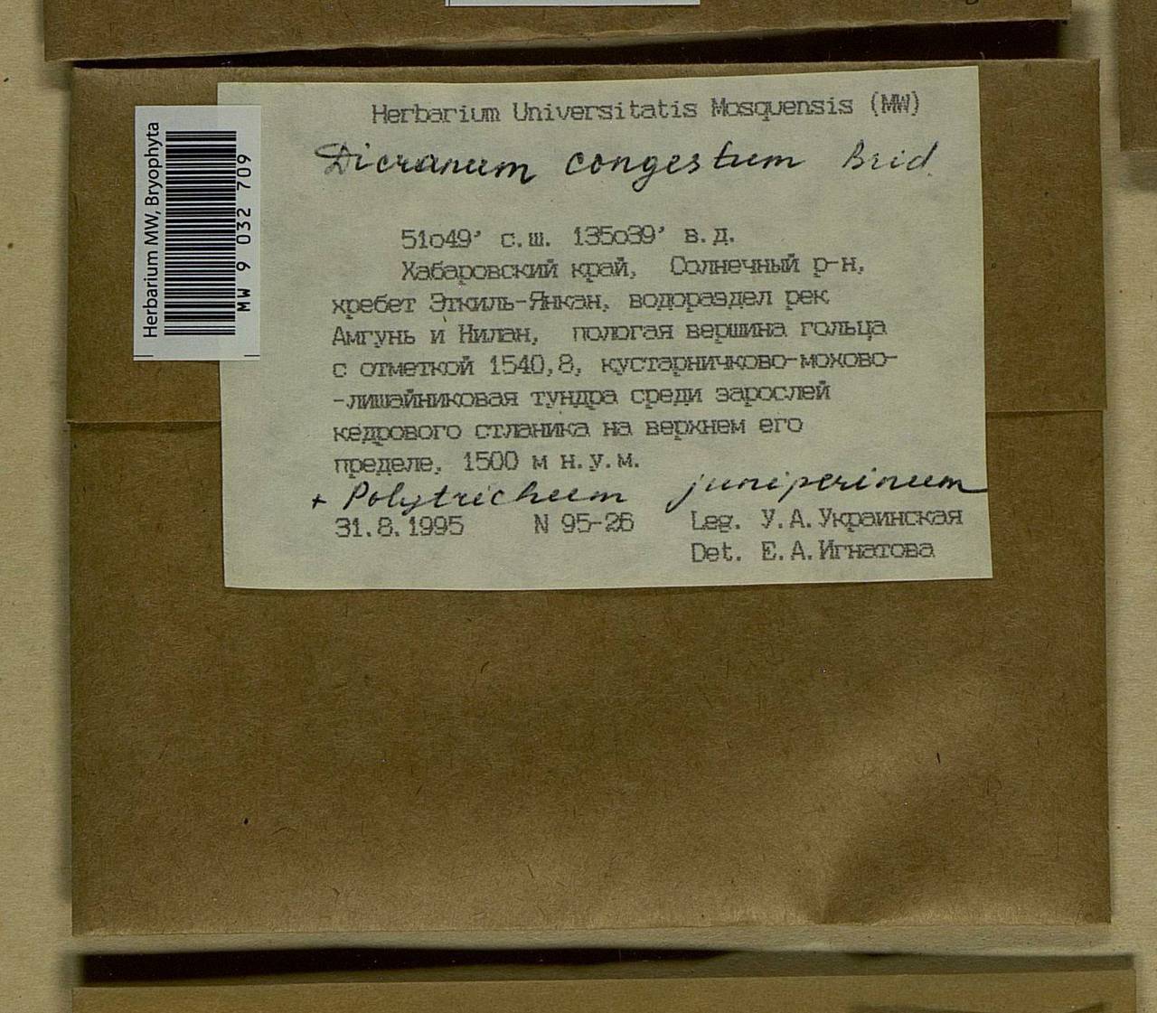 Dicranum flexicaule Brid., Bryophytes, Bryophytes - Russian Far East (excl. Chukotka & Kamchatka) (B20) (Russia)