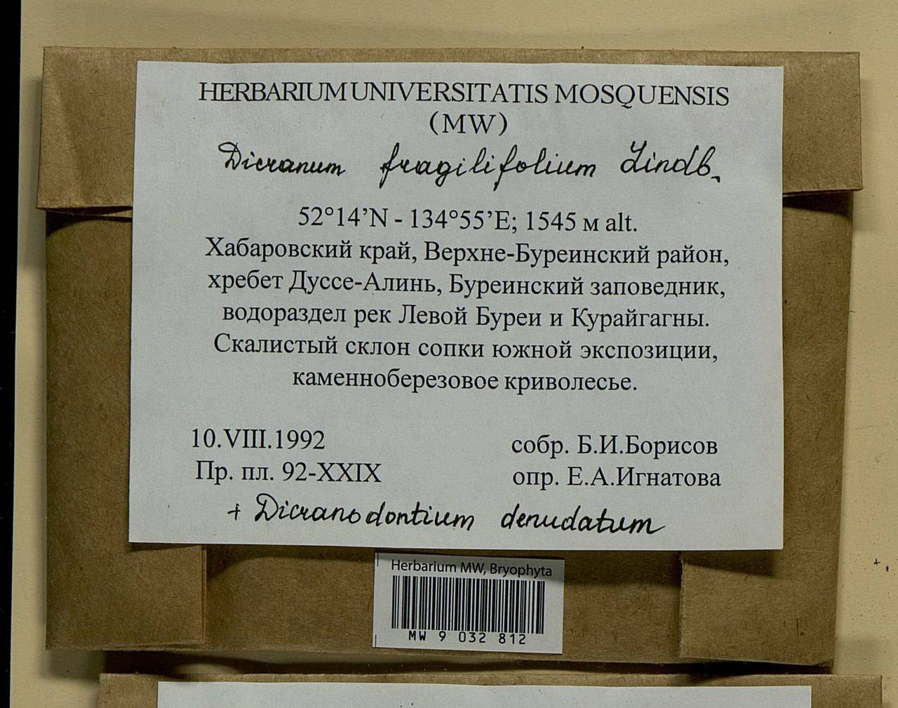 Dicranum fragilifolium Lindb., Bryophytes, Bryophytes - Russian Far East (excl. Chukotka & Kamchatka) (B20) (Russia)