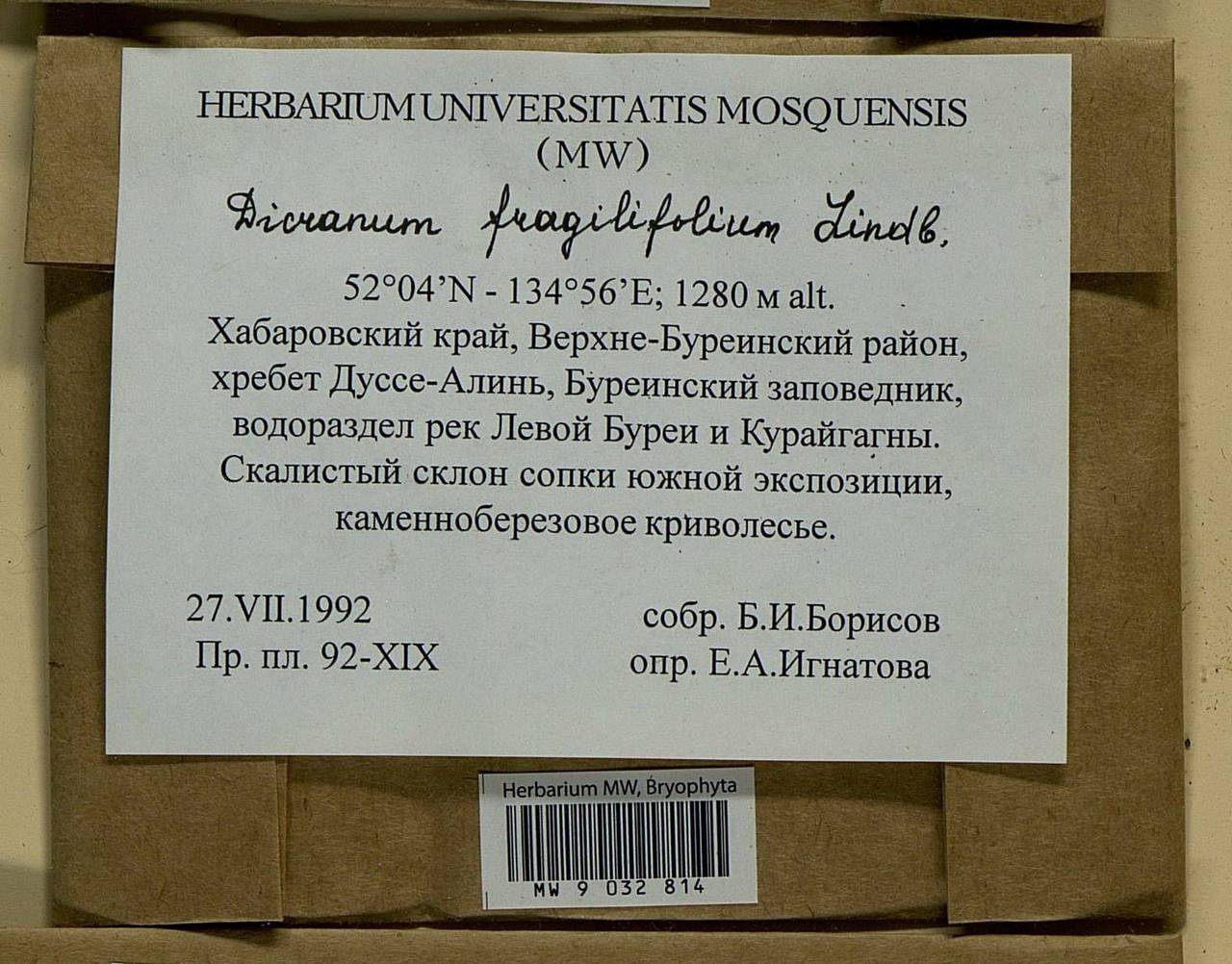 Dicranum fragilifolium Lindb., Bryophytes, Bryophytes - Russian Far East (excl. Chukotka & Kamchatka) (B20) (Russia)