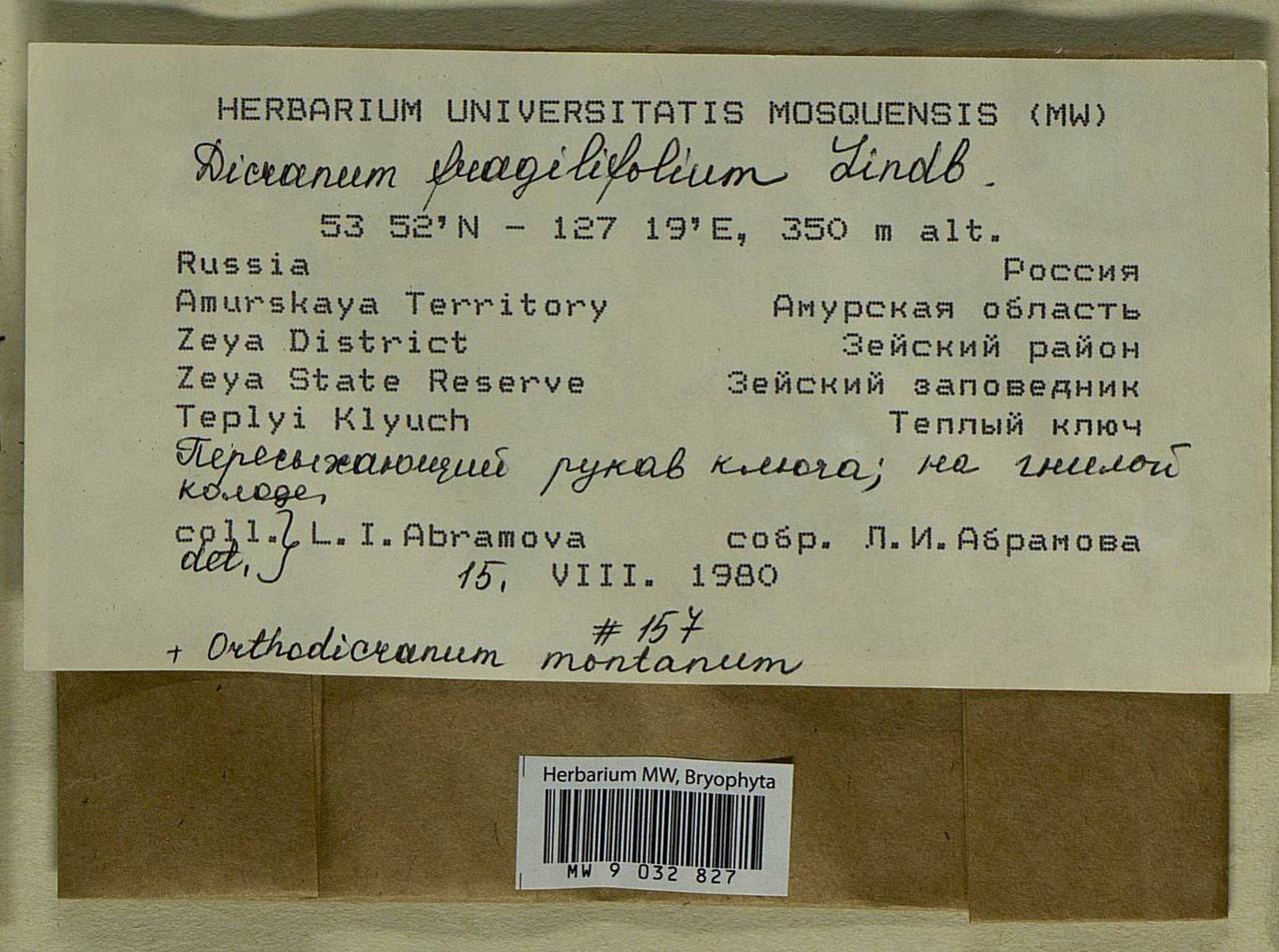 Dicranum fragilifolium Lindb., Bryophytes, Bryophytes - Russian Far East (excl. Chukotka & Kamchatka) (B20) (Russia)