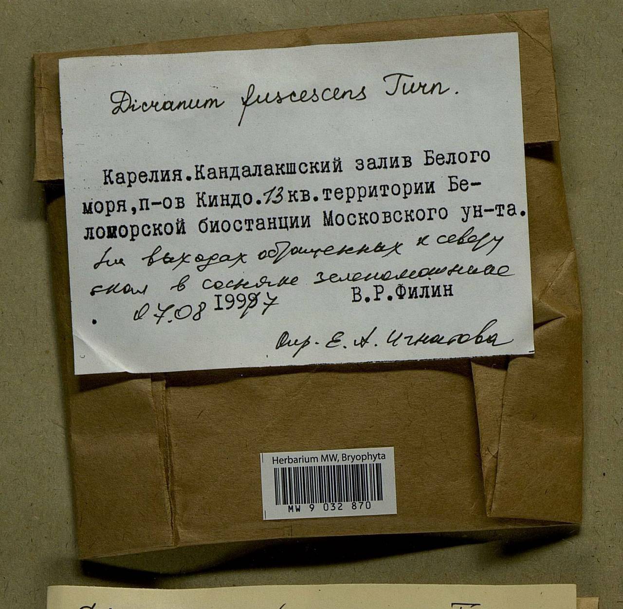 Dicranum fuscescens Turner, Bryophytes, Bryophytes - Karelia, Leningrad & Murmansk Oblasts (B4) (Russia)