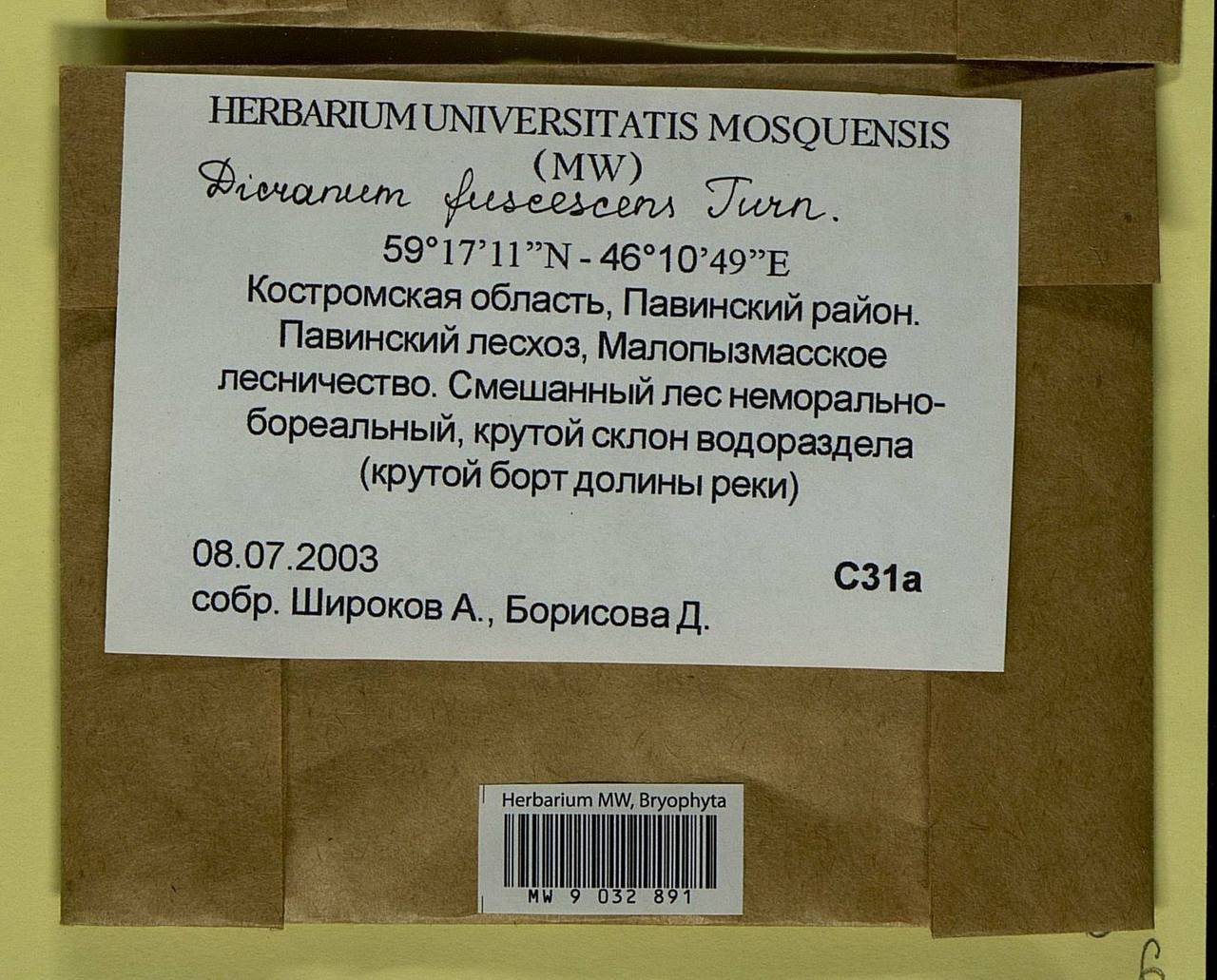 Dicranum fuscescens Turner, Bryophytes, Bryophytes - Middle Russia (B6) (Russia)