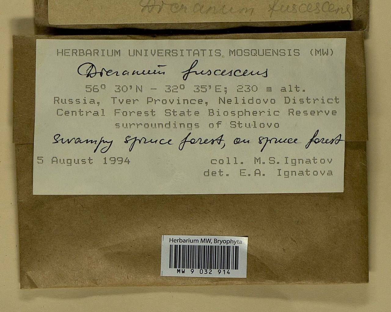 Dicranum fuscescens Turner, Bryophytes, Bryophytes - Middle Russia (B6) (Russia)