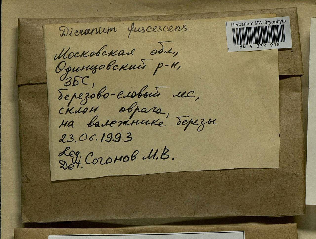 Dicranum fuscescens Turner, Bryophytes, Bryophytes - Moscow City & Moscow Oblast (B6a) (Russia)