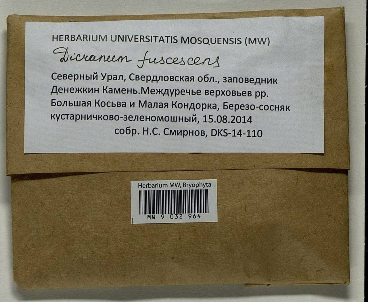 Dicranum fuscescens Turner, Bryophytes, Bryophytes - Permsky Krai, Udmurt Republic, Sverdlovsk & Kirov Oblasts (B8) (Russia)