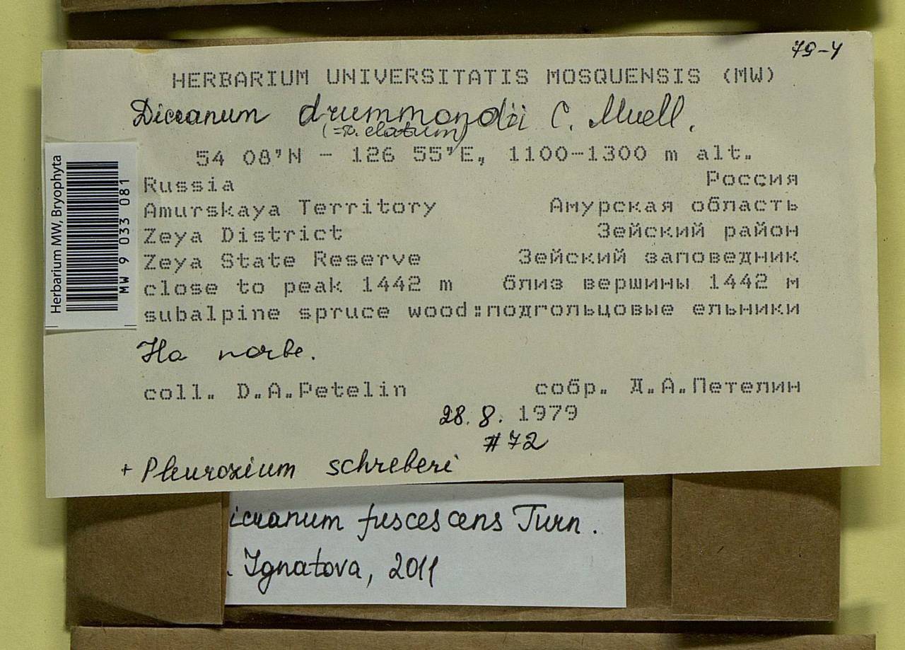 Dicranum fuscescens Turner, Bryophytes, Bryophytes - Russian Far East (excl. Chukotka & Kamchatka) (B20) (Russia)