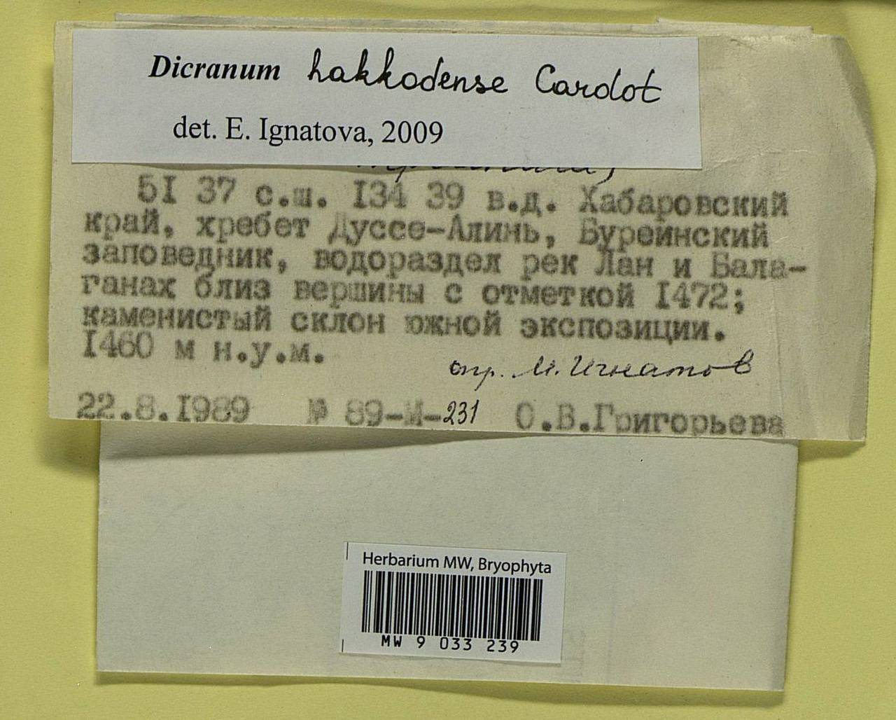 Dicranum viride var. hakkodense (Cardot) Takaki, Bryophytes, Bryophytes - Russian Far East (excl. Chukotka & Kamchatka) (B20) (Russia)