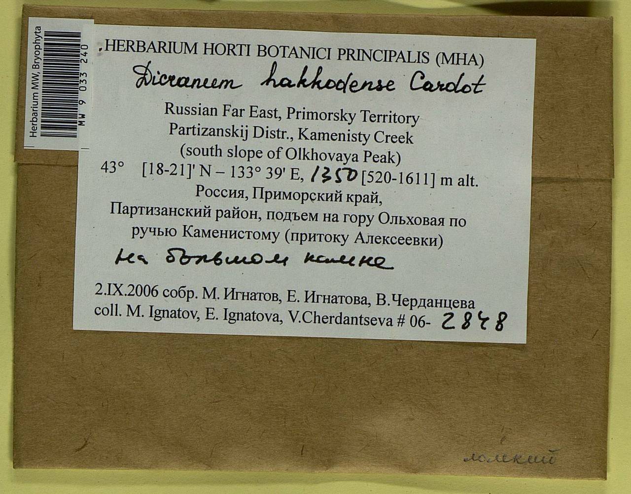 Dicranum hakkodense Cardot, Bryophytes, Bryophytes - Russian Far East (excl. Chukotka & Kamchatka) (B20) (Russia)