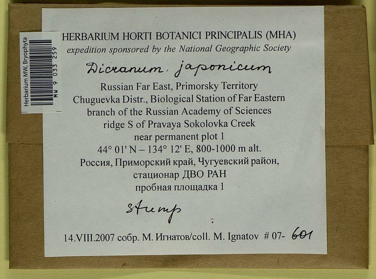 Dicranum japonicum Mitt., Bryophytes, Bryophytes - Russian Far East (excl. Chukotka & Kamchatka) (B20) (Russia)