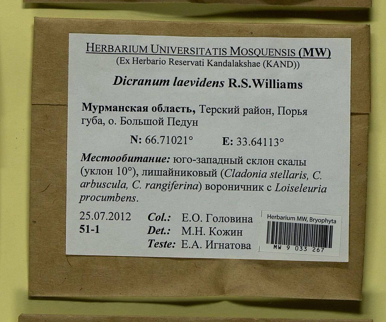 Dicranum spadiceum J.E. Zetterst., Bryophytes, Bryophytes - Karelia, Leningrad & Murmansk Oblasts (B4) (Russia)