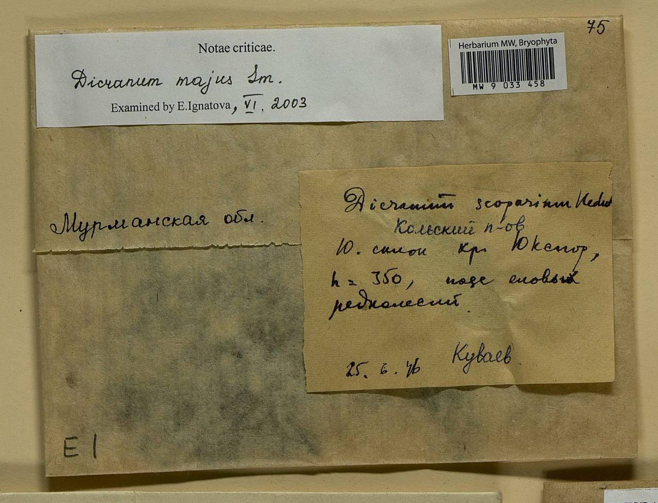 Dicranum majus Turner, Bryophytes, Bryophytes - Karelia, Leningrad & Murmansk Oblasts (B4) (Russia)