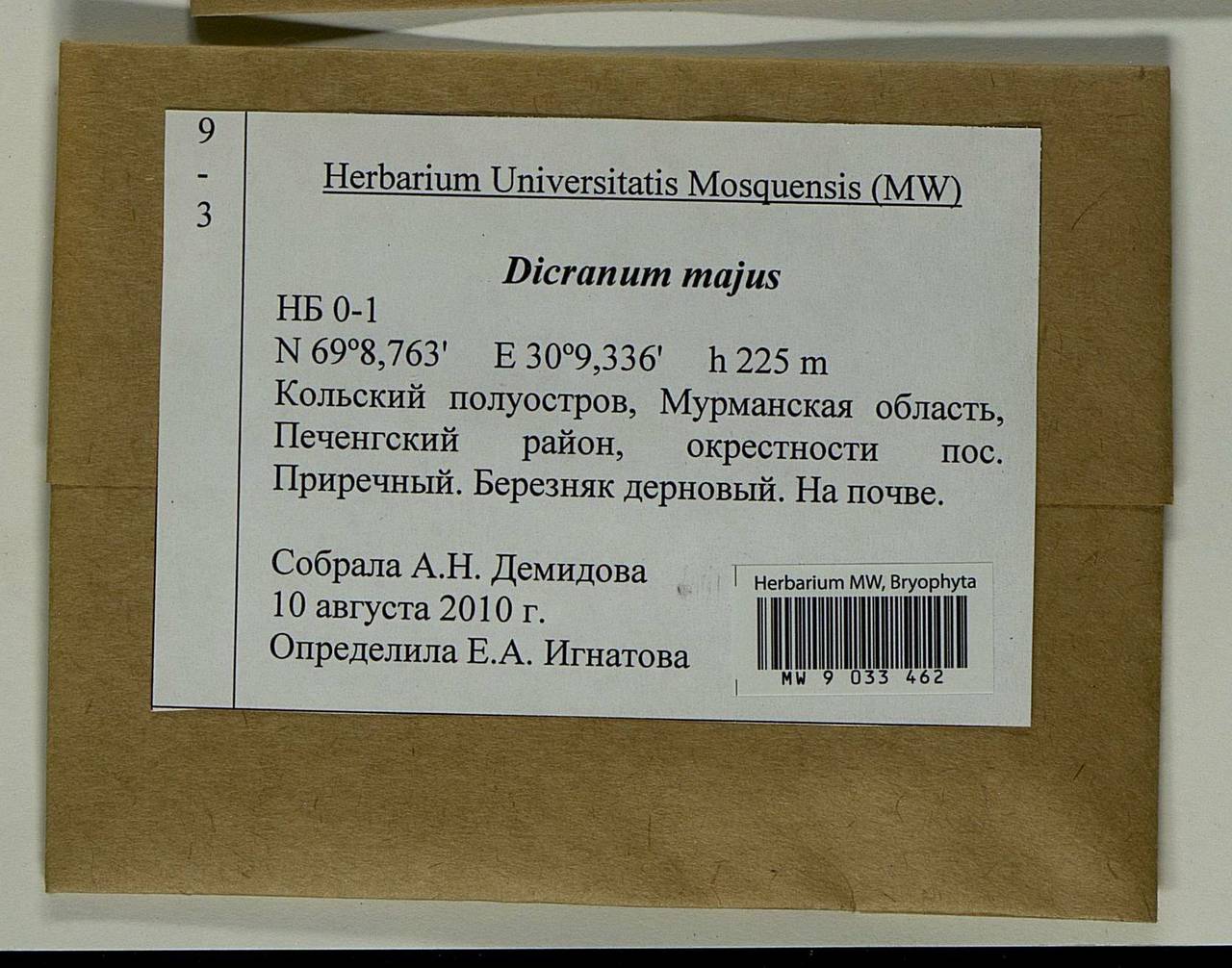 Dicranum majus Turner, Bryophytes, Bryophytes - Karelia, Leningrad & Murmansk Oblasts (B4) (Russia)