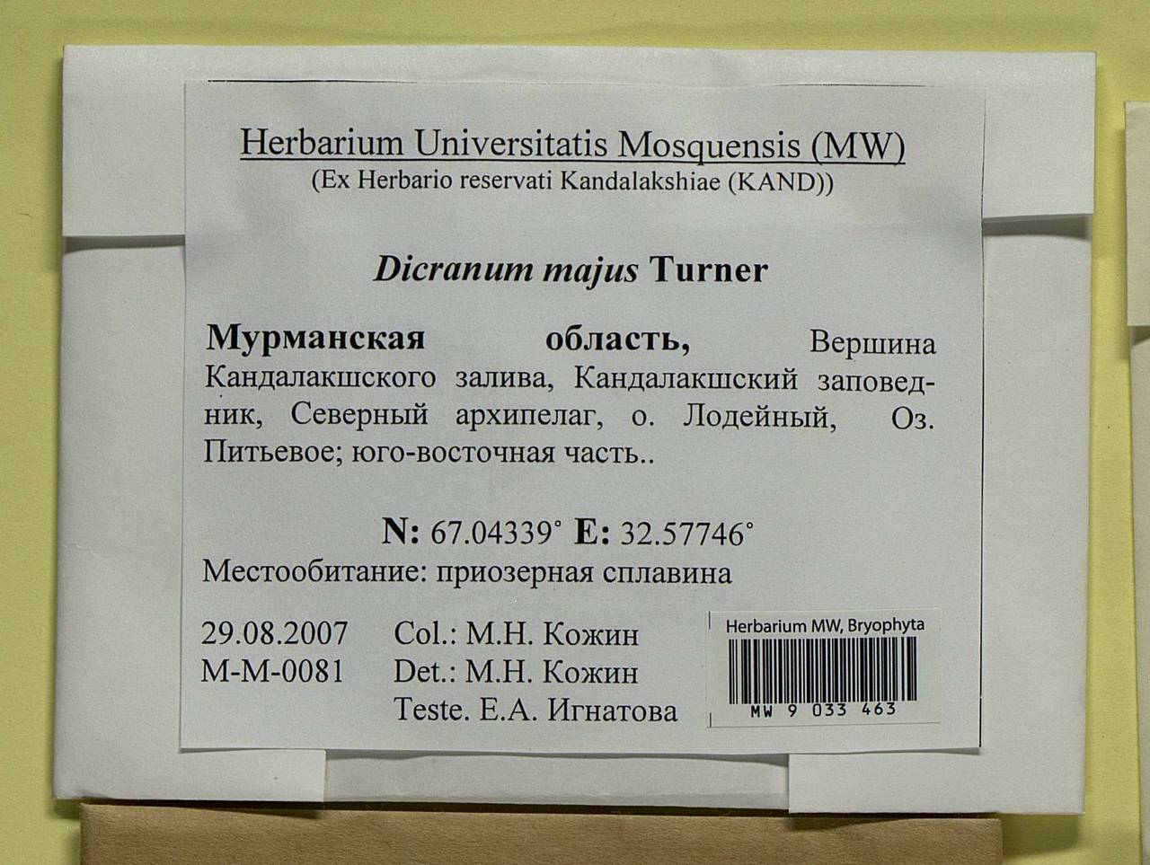 Dicranum majus Turner, Bryophytes, Bryophytes - Karelia, Leningrad & Murmansk Oblasts (B4) (Russia)