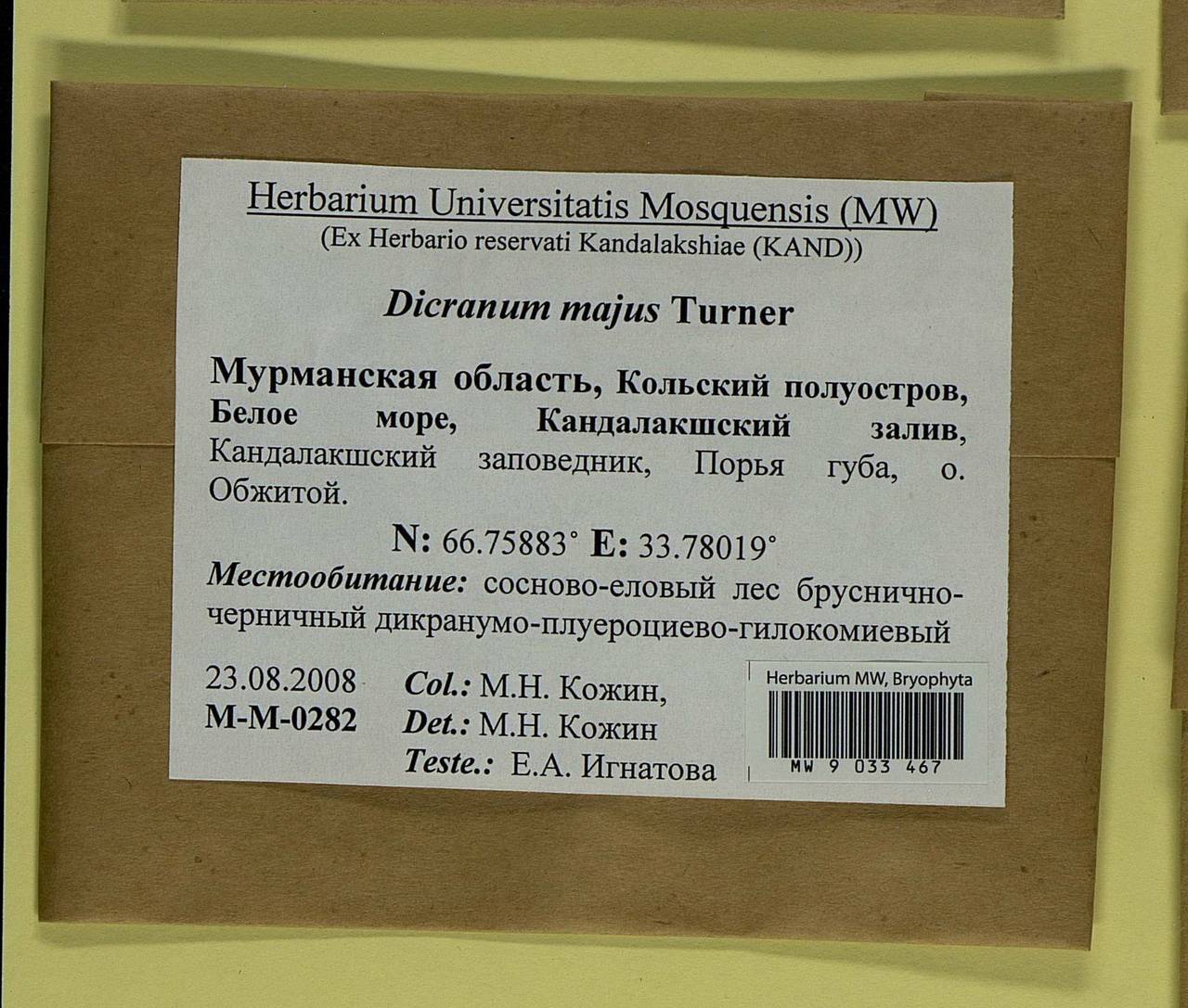 Dicranum majus Turner, Bryophytes, Bryophytes - Karelia, Leningrad & Murmansk Oblasts (B4) (Russia)