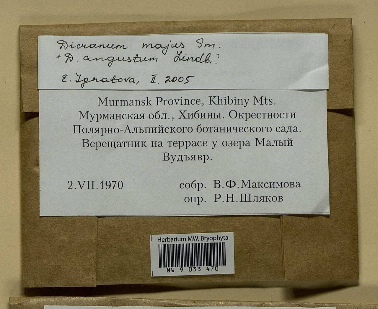 Dicranum majus Turner, Bryophytes, Bryophytes - Karelia, Leningrad & Murmansk Oblasts (B4) (Russia)