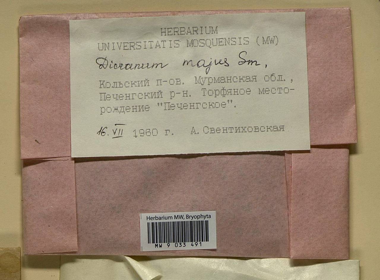 Dicranum majus Turner, Bryophytes, Bryophytes - Karelia, Leningrad & Murmansk Oblasts (B4) (Russia)