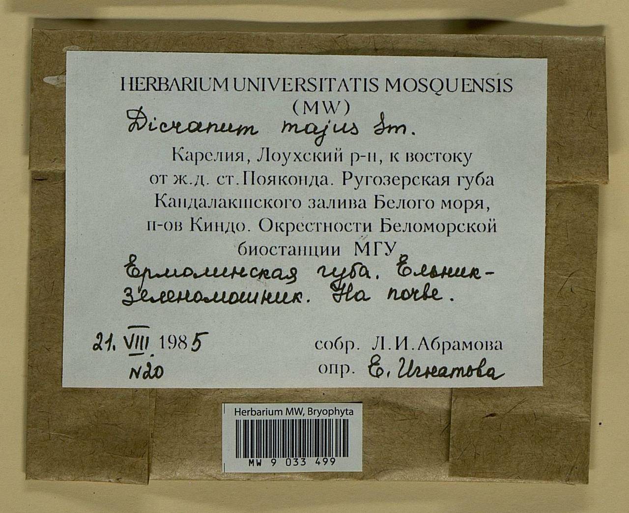 Dicranum majus Turner, Bryophytes, Bryophytes - Karelia, Leningrad & Murmansk Oblasts (B4) (Russia)