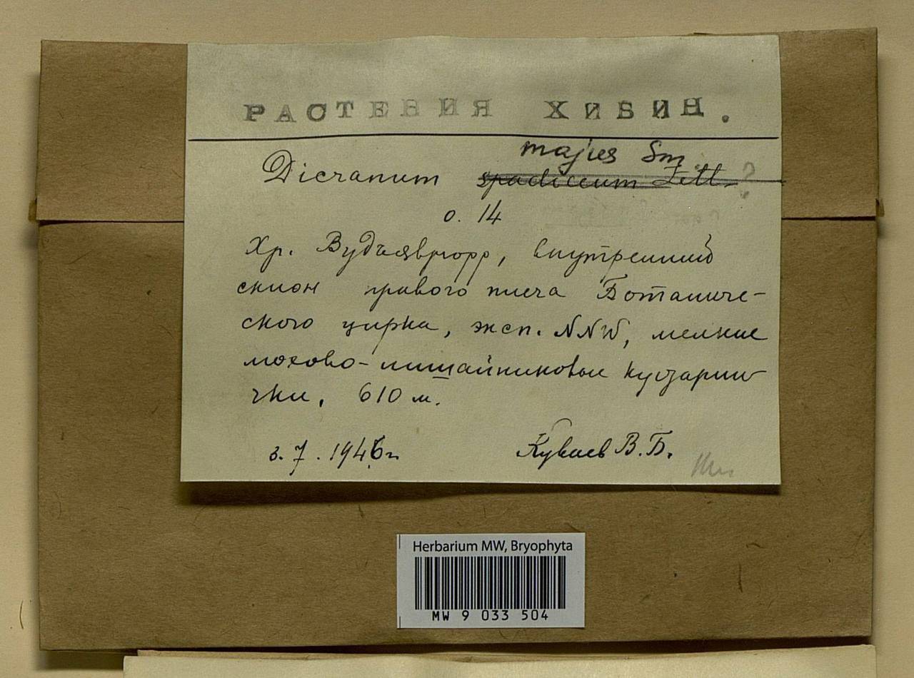 Dicranum majus Turner, Bryophytes, Bryophytes - Karelia, Leningrad & Murmansk Oblasts (B4) (Russia)