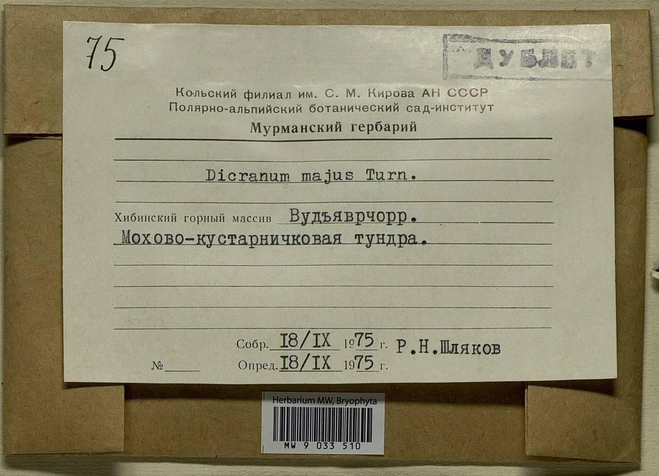 Dicranum majus Turner, Bryophytes, Bryophytes - Karelia, Leningrad & Murmansk Oblasts (B4) (Russia)