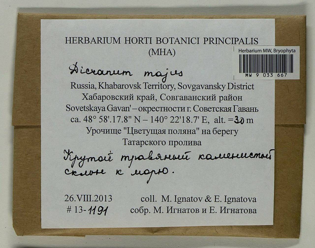 Dicranum majus Turner, Bryophytes, Bryophytes - Russian Far East (excl. Chukotka & Kamchatka) (B20) (Russia)