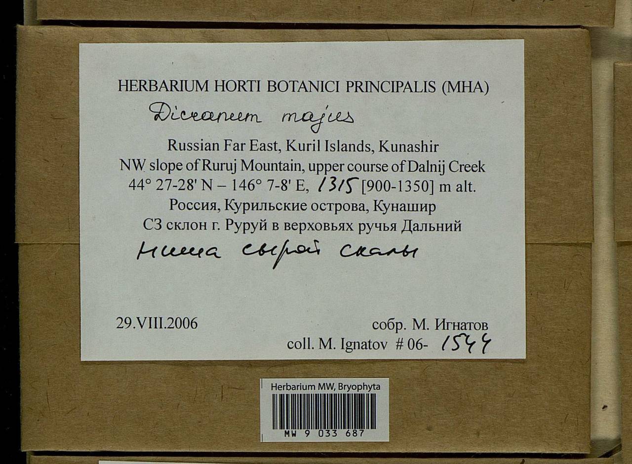 Dicranum majus Turner, Bryophytes, Bryophytes - Russian Far East (excl. Chukotka & Kamchatka) (B20) (Russia)