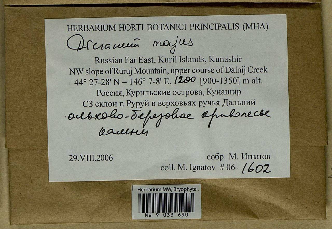 Dicranum majus Turner, Bryophytes, Bryophytes - Russian Far East (excl. Chukotka & Kamchatka) (B20) (Russia)