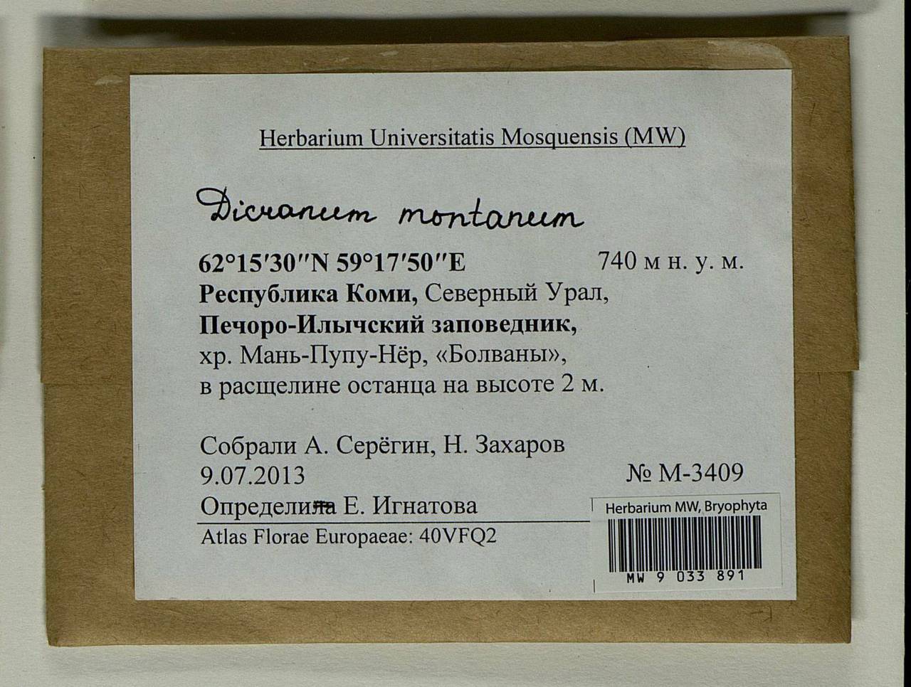 Orthodicranum montanum (Hedw.) Loeske, Bryophytes, Bryophytes - European North East (B7) (Russia)