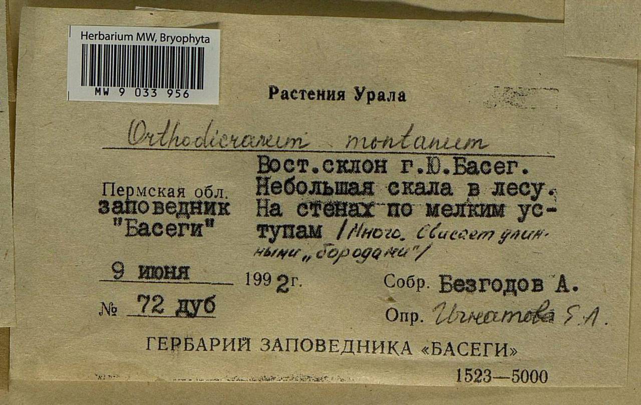 Orthodicranum montanum (Hedw.) Loeske, Bryophytes, Bryophytes - Permsky Krai, Udmurt Republic, Sverdlovsk & Kirov Oblasts (B8) (Russia)