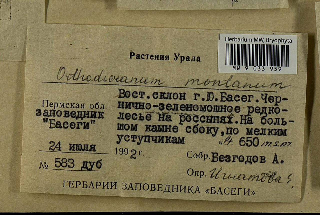 Orthodicranum montanum (Hedw.) Loeske, Bryophytes, Bryophytes - Permsky Krai, Udmurt Republic, Sverdlovsk & Kirov Oblasts (B8) (Russia)