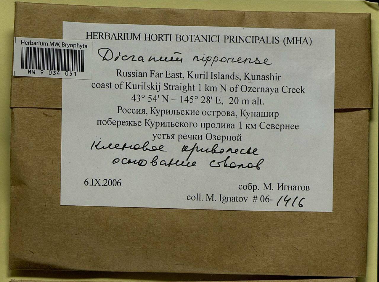 Dicranum nipponense Besch., Bryophytes, Bryophytes - Russian Far East (excl. Chukotka & Kamchatka) (B20) (Russia)