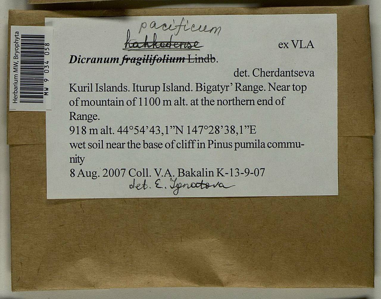 Dicranum pacificum Ignatova & Fedosov, Bryophytes, Bryophytes - Russian Far East (excl. Chukotka & Kamchatka) (B20) (Russia)