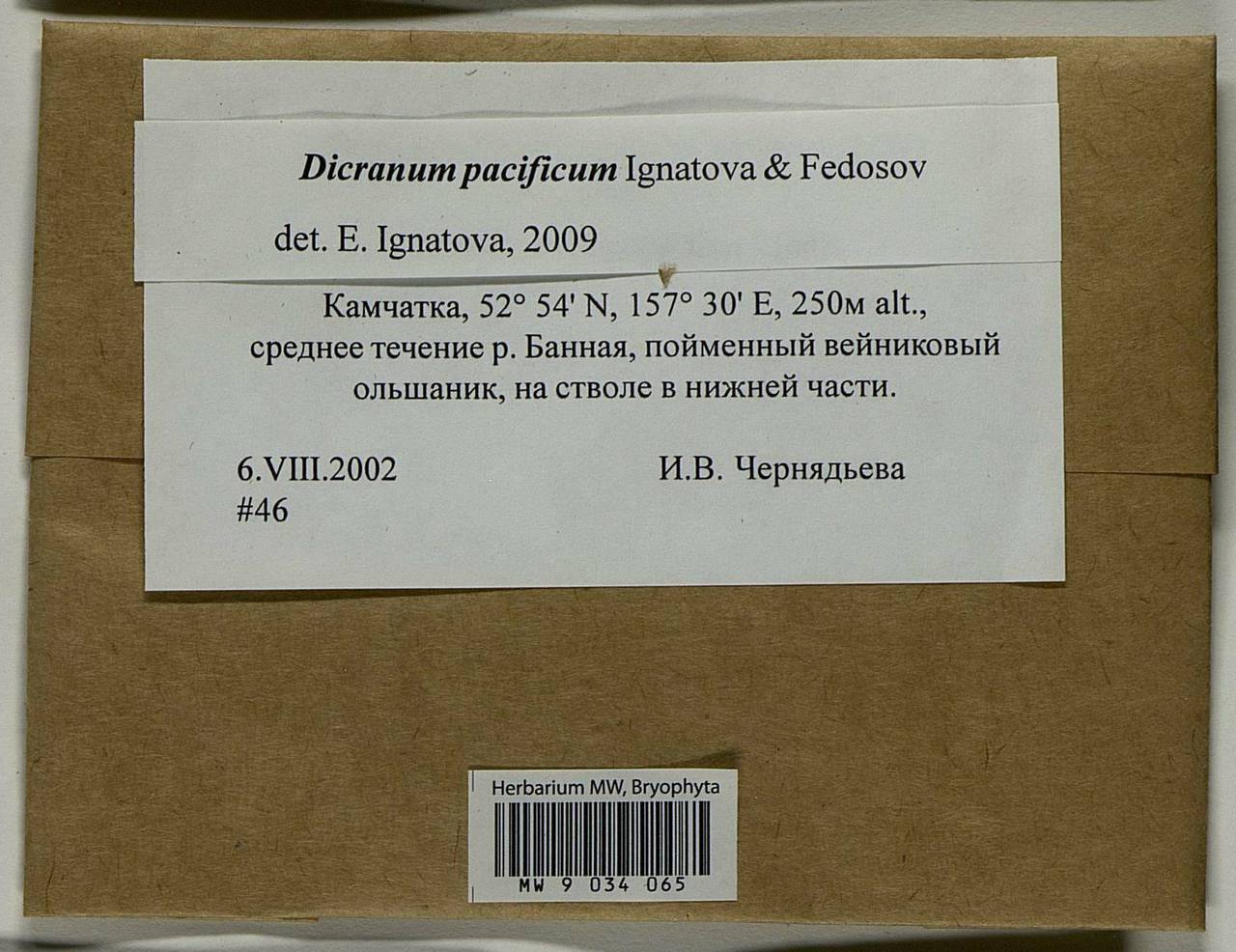 Dicranum pacificum Ignatova & Fedosov, Bryophytes, Bryophytes - Chukotka & Kamchatka (B21) (Russia)