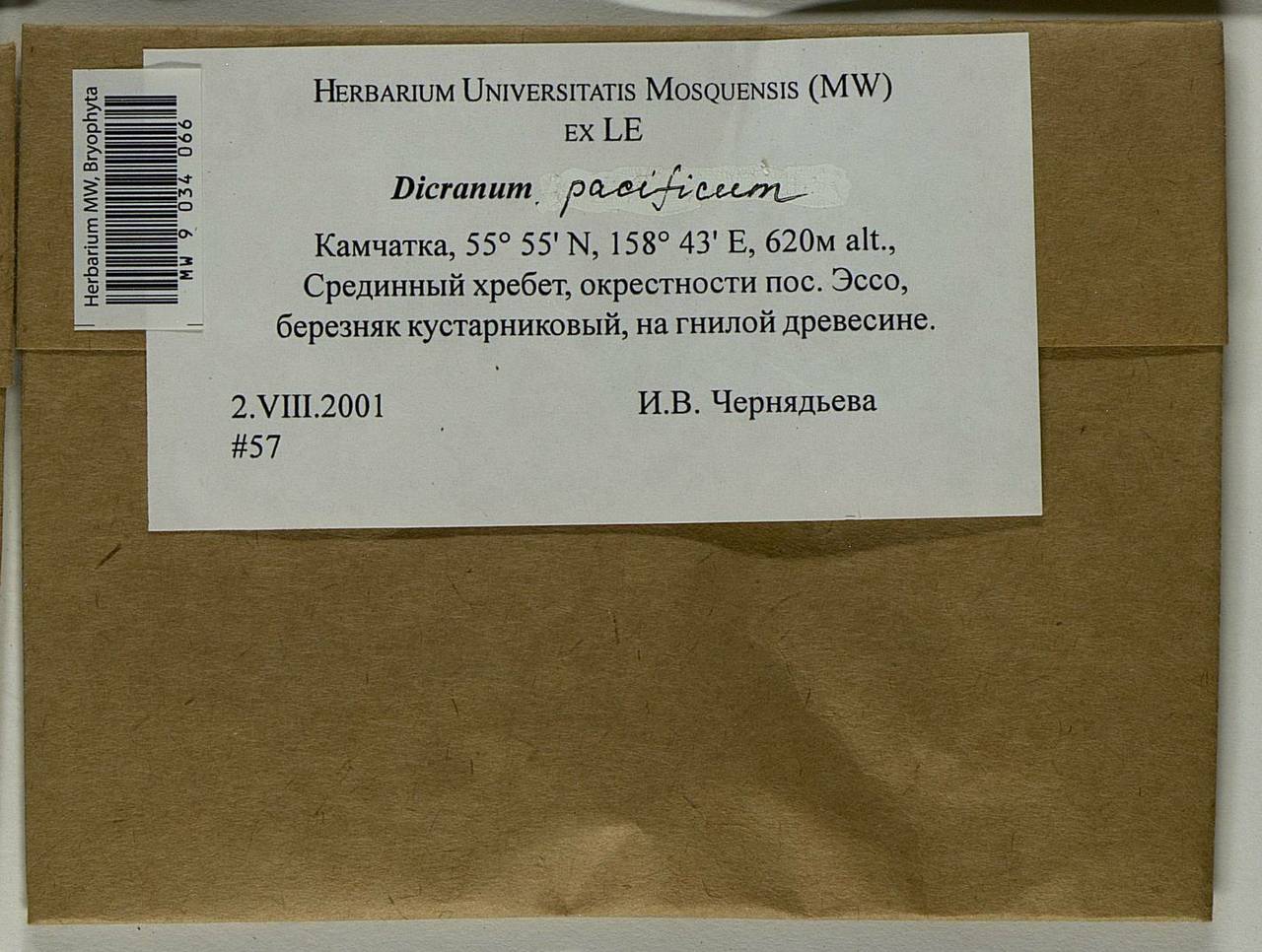 Dicranum pacificum Ignatova & Fedosov, Bryophytes, Bryophytes - Chukotka & Kamchatka (B21) (Russia)