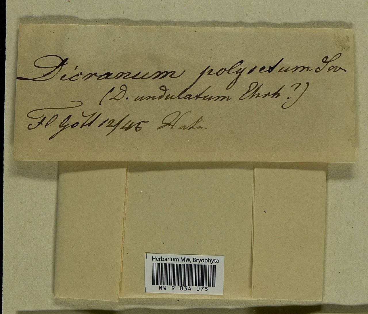 Dicranum polysetum Sw., Bryophytes, Bryophytes - Western Europe (BEu) (Germany)